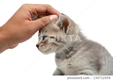 Hand gently petting cute silver tabby kitten's head, close-up of affection and bonding with a pet 130712939