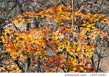 Tanzawa's Kawagoishiyama Mountain: Autumn leaves of Japanese maples Tanzawa's Kawagoishiyama Mountain: Autumn leaves of Japanese maples 130713087
