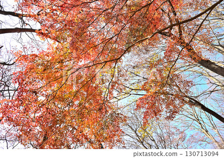 丹澤川子石山:日本楓樹的秋葉 丹澤川子石山:日本楓樹的秋葉 130713094