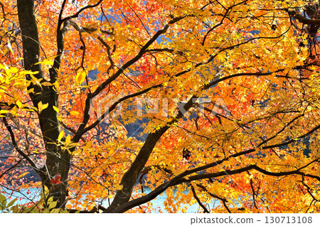 神奈川縣清川村宮瀨湖的秋色 130713108