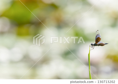 Butterfly dragonfly perching on a leaf 130713202
