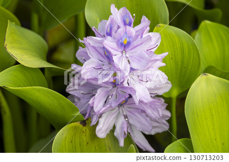 Water hyacinth flowers in full bloom 130713203