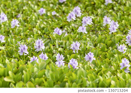 Water hyacinth flowers in full bloom 130713204