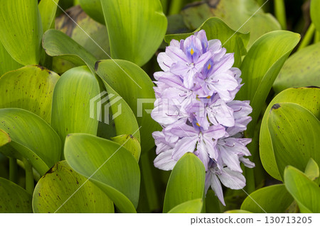 Water hyacinth flowers in full bloom 130713205