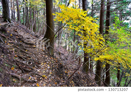 Butsugayama in Tanzawa: Autumn foliage on the mountain path, yellow Kuromoji 130713207