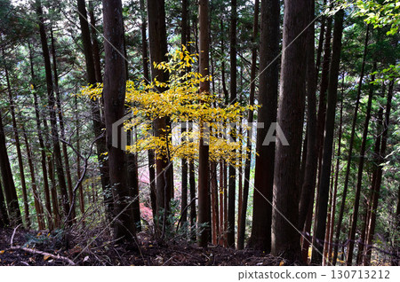 丹澤的佛山、秋葉林、黃黑字 丹澤的佛山、秋葉林、黃黑字 130713212