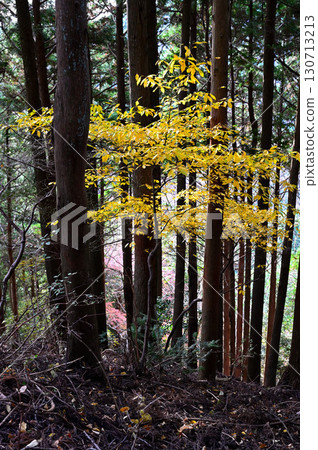 丹澤的佛山、秋葉林、黃黑字 130713213