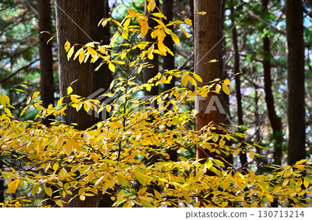 丹澤的佛山、秋葉林、黃黑字 丹澤的佛山、秋葉林、黃黑字 130713214