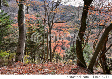丹澤佛加山、宮瀨峠路線、紅葉森林 130713215