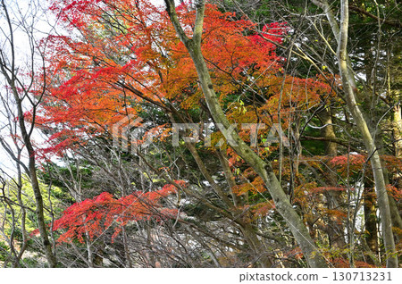 Tanzawa's Butsuga Mountain, Miyagase Pass Course, Autumn Leaves Forest Tanzawa's Butsuga Mountain, Miyagase Pass Course, Autumn Leaves Forest 130713231