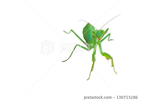Close-up portrait photo of adult green Praying Mantis, Mantis religiosa insect isolated on white background with clipped path facing camera, eyes looking left. Blank, template for artworks Close-up portrait photo of adult green Praying Mantis, Mantis religiosa insect isolated on white background with clipped path facing camera, eyes looking left. Blank, template for artworks 130713286