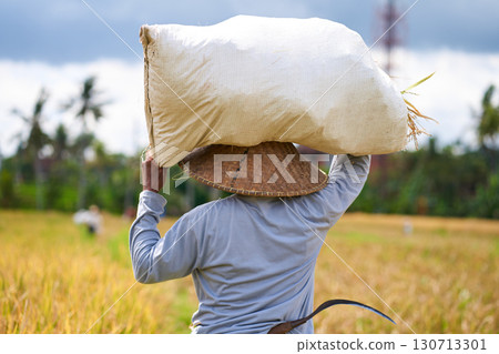Harvest season in a rice field. An Asian farmer carries a bag of mowed rice on his head. Harvest season in a rice field. An Asian farmer carries a bag of mowed rice on his head. 130713301
