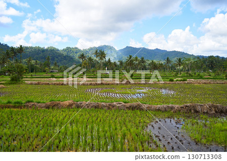 Panorama of the amazing landscape of Asian rice terraces. Palm trees in a rice paddy on the island of Bali. A view of the bright green rice fields. 130713308