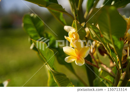 The frangipani flower blooms in a bunch on a tree. The beautiful white and yellow flowers of plumeria grow in Asia. 130713314