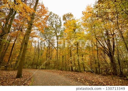 Autumn leaves in a park in Amsterdam (Amsterdamse Bos) 130713349
