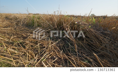 A picturesque postharvest field landscape featuring dry stubble and rural scenery 130713361