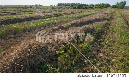 A Harvested Field with Vibrant Green Foliage and Soft, Gentle Shadows Beneath Trees 130713365