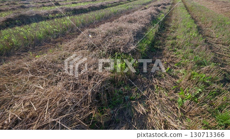 Vibrant and Lush Green Fields Displaying Beautiful and Striking Patterns Across the Land Vibrant and Lush Green Fields Displaying Beautiful and Striking Patterns Across the Land 130713366