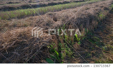 Lush and Vibrant Agricultural Fields Beautifully Surrounded by Dried Stalks and Landscapes Lush and Vibrant Agricultural Fields Beautifully Surrounded by Dried Stalks and Landscapes 130713367