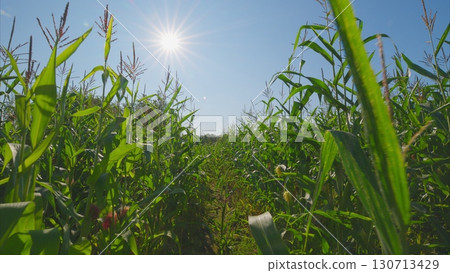 A Bright, Sunny Cornfield Spreading Beneath a Clear Blue Sky During the Daytime Hours 130713429