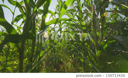 A Lush Cornfield Captured Beautifully from an Interesting Ground Perspective Angle 130713430