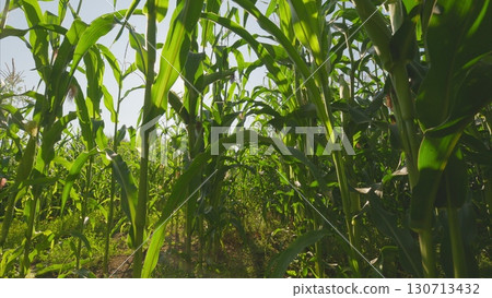 A lush cornfield thrives beautifully under the bright and warm sunlight of a sunny day 130713432
