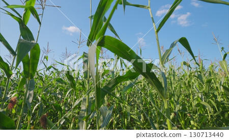 A Vibrant Cornfield Under a Clear Blue Sky with Lush Green Crops and Peaceful Scenery 130713440