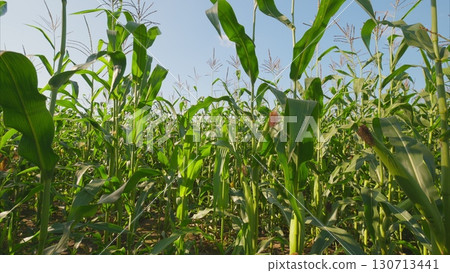 A Beautiful Lush Green Cornfield Lies Under a Bright and Clear Blue Sky Above It 130713441