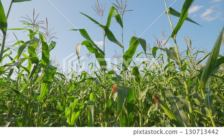 Vibrant Crops Flourishing Under a Brilliant Blue Sky A Beautiful Agricultural View 130713442