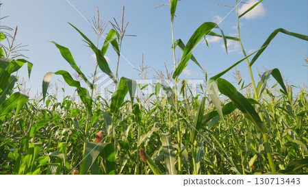 A Lush and Verdant Cornfield Stretching Under a Clear, Expansive Blue Sky on a Bright Sunny Day 130713443
