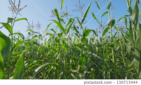 A Lush Green Cornfield Beautifully Spreading Under a Clear Blue Sky in the Countryside A Lush Green Cornfield Beautifully Spreading Under a Clear Blue Sky in the Countryside 130713444