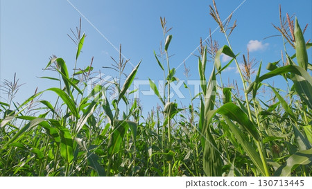 A Beautiful and Lush Cornfield Spreading Under the Clear and Bright Blue Sky Above A Beautiful and Lush Cornfield Spreading Under the Clear and Bright Blue Sky Above 130713445