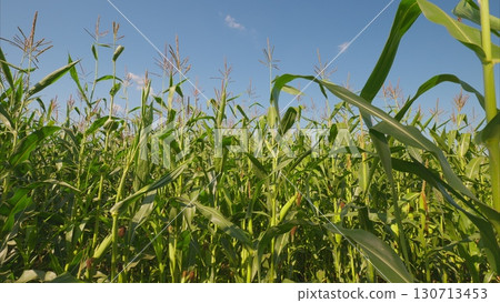 A Stunningly Beautiful and Lush Cornfield Set Against a Clear and Bright Blue Sky Above 130713453