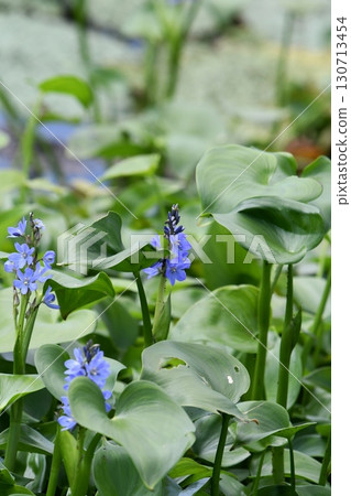 Monochoria korsakowii, blue-purple flowers 130713454