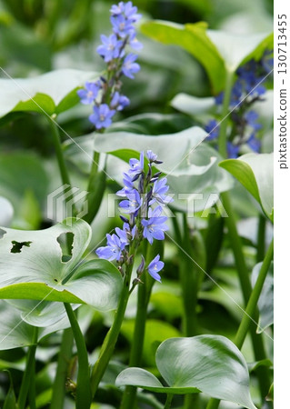 鴨舌草，藍紫色花朵 130713455