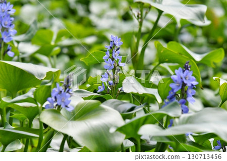 Monochoria korsakowii, blue-purple flowers 130713456