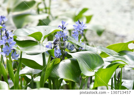 鴨舌草，藍紫色花朵 130713457