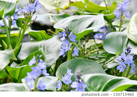 Monochoria korsakowii, blue-purple flowers 130713460