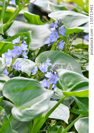 鴨舌草，藍紫色花朵 130713461