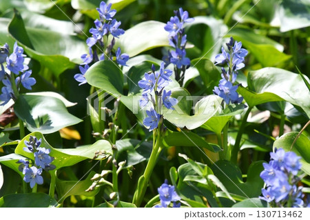 Monochoria korsakowii, blue-purple flowers 130713462
