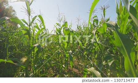 A Vibrant, Lush Cornfield Flourishing Under Bright, Clear Skies Perfect for Agriculture and Nature 130713477