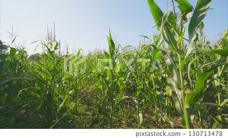 A Vibrant Cornfield Thriving Under a Clear Blue Sky on a Beautiful Summer Day, Flourishing 130713478