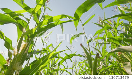 A vibrant green cornfield stretches out under a perfectly clear sky, embodying rural life 130713479