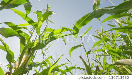 A Lush Green Cornfield Flourishing Majestically Under a Bright Blue Sky Filled with Radiant Sunshine 130713480