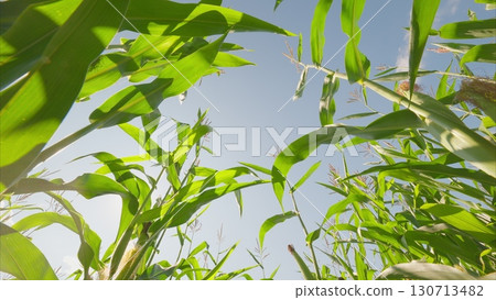 A Beautiful and Vibrant Green Cornfield Stretching Out Under a Bright and Sunny Sky 130713482