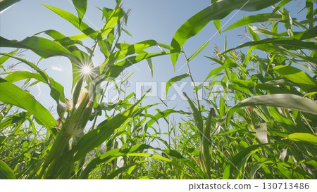 A lush cornfield thrives under a blue sky on a warm summer afternoon, showcasing vibrant colors 130713486