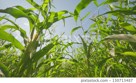 A beautiful, lush green cornfield seen from a ground perspective, showcasing natures glory 130713487