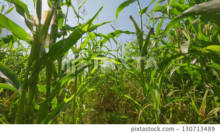 A Lush and Vibrant Green Cornfield Spreading Out Magnificently Under a Bright and Clear Blue Sky 130713489