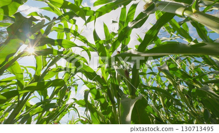An Exuberant Cornfield Vibrantly Glowing Under the Bright Sunlight of a Clear Blue Sky 130713495