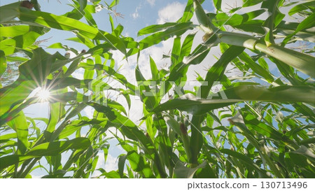 A Vibrant Corn Field Flourishing Under a Brilliant and Bright Blue Sky Full of Sunshine 130713496